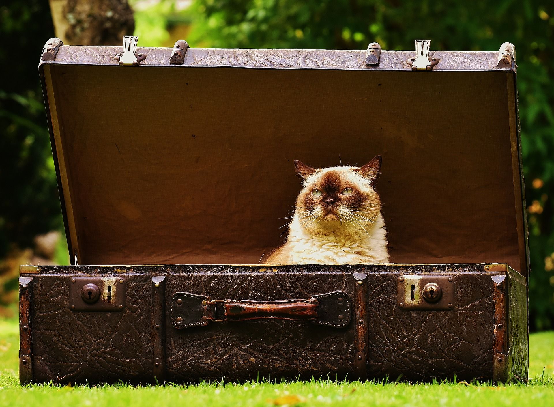 luggage-1643010_1920.jpg.5d9527fdcd39890c8ef3da1abfeb56c0.jpg