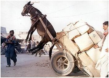 osiolek_staje_deba_2014-03-22_09-53-44.j