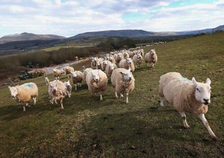sheep-wales-getty.thumb.jpg.e7f0e6a26703e0e24875d1cd51bace71.jpg